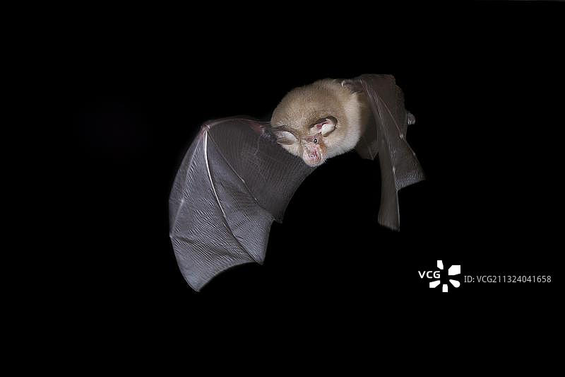 小蹄蝠图片素材