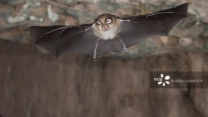 小蹄蝠图片素材