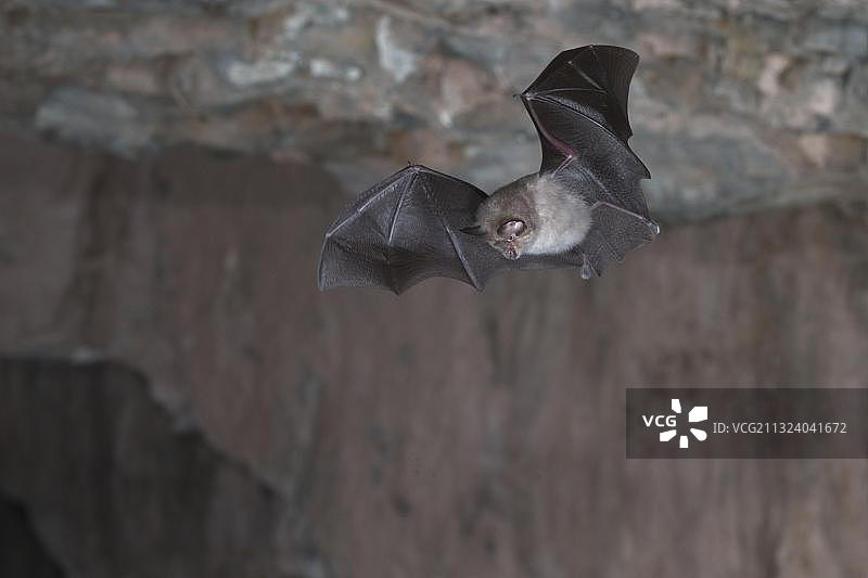 小蹄蝠图片素材