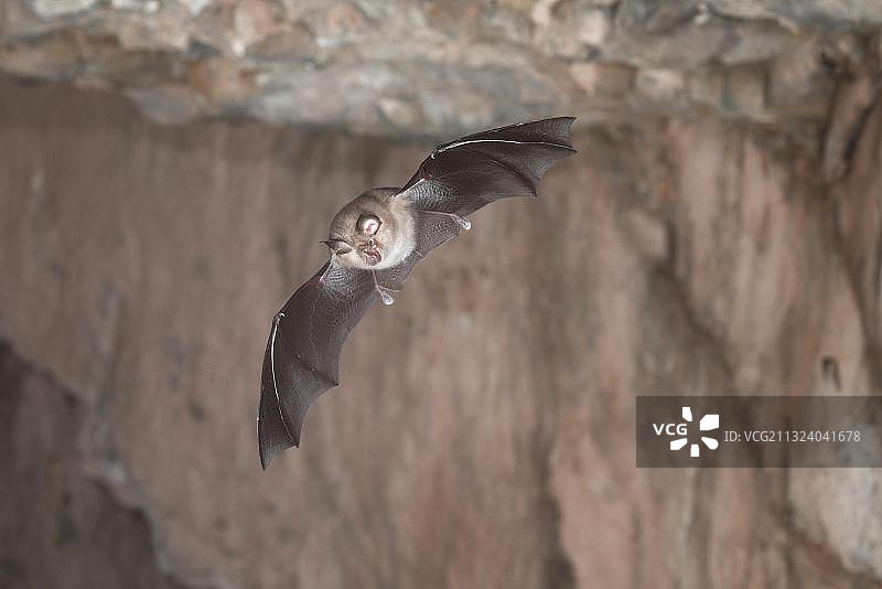 小蹄蝠图片素材