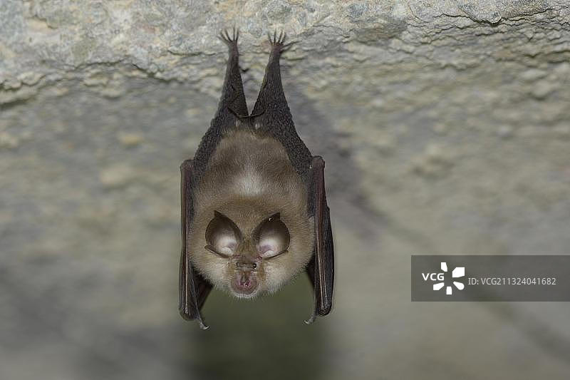 小蹄蝠在冬眠期间倒挂在洞穴天花板上，图林根，德国，欧洲图片素材