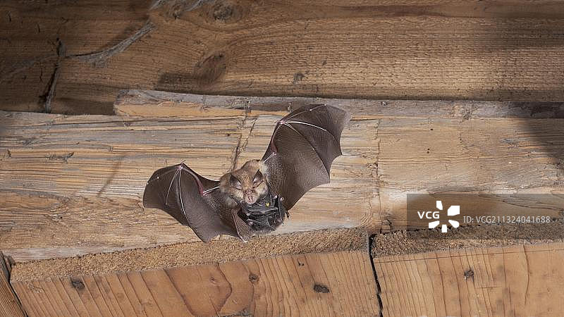 飞行中的小蹄蝠（雌性）及其幼崽，德国图林根图片素材