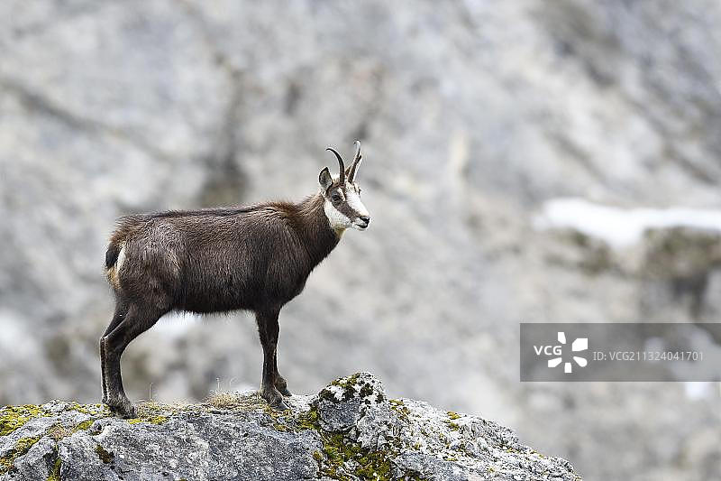 岩羚羊(Rupicapra Rupicapra)或岩羚羊，站在岩石上，蒂罗尔，奥地利，欧洲图片素材