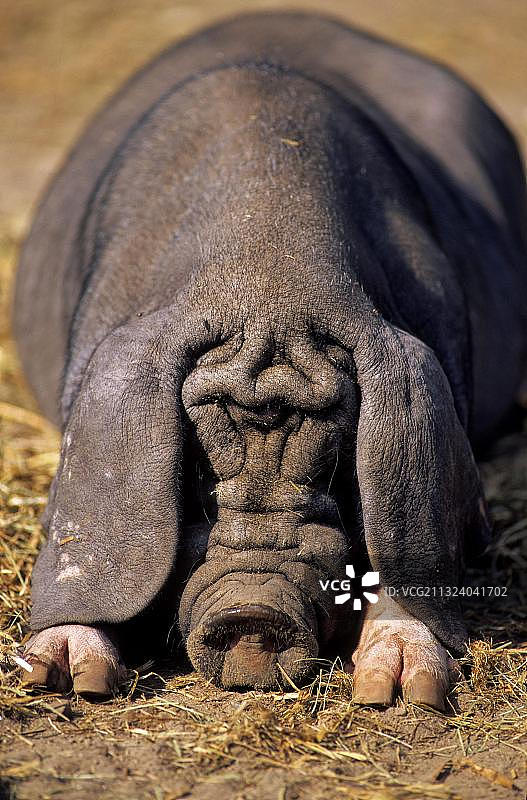 梅山猪，中国面具猪图片素材