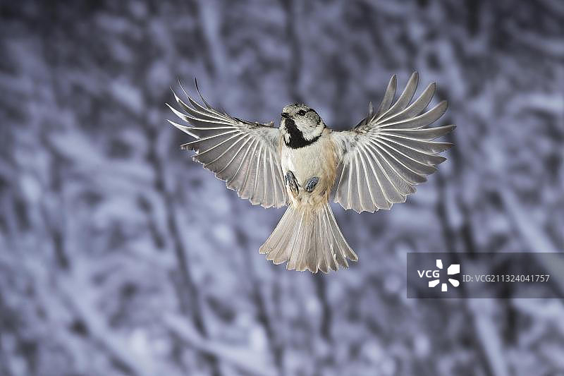 飞行中的凤头山雀，德国北莱茵-威斯特法伦图片素材