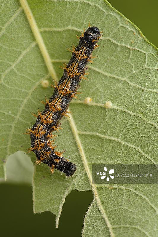 大紫蛱蝶毛虫，莱茵兰-普法尔茨，德国，欧洲图片素材