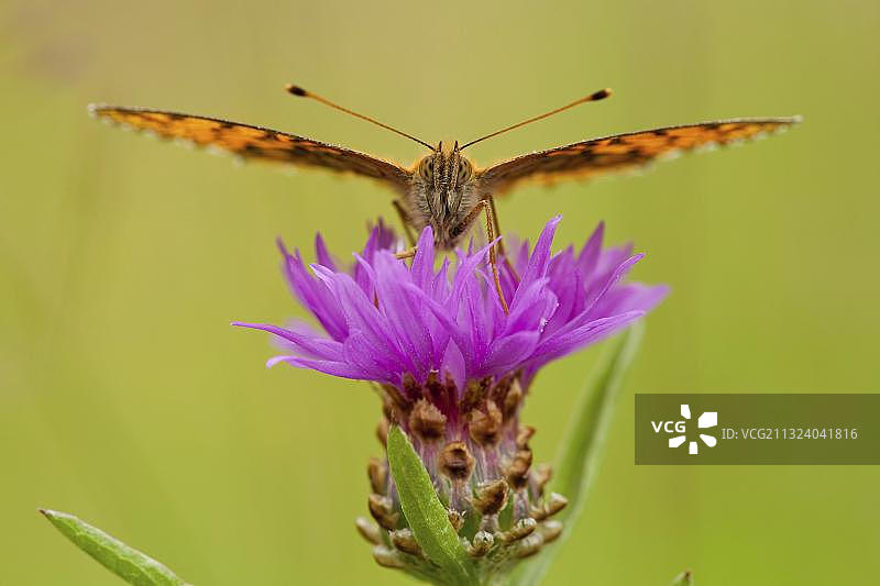 德国莱茵兰-普法尔茨州的Maedesuess-Perlmutterfalter (Centaurea jacea)图片素材