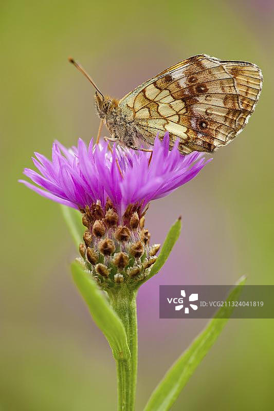 德国莱茵兰-普法尔茨州的Maedesuess-Perlmutterfalter (Centaurea jacea)图片素材