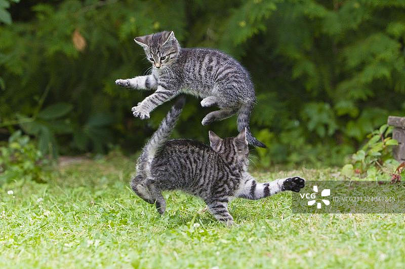 家猫，小猫，虎斑猫图片素材