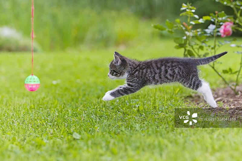 家猫、带铃铛球的小猫、鲭鱼、玩具、侧面图片素材