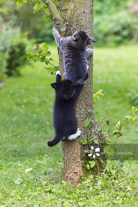树干上的家猫和小猫图片素材