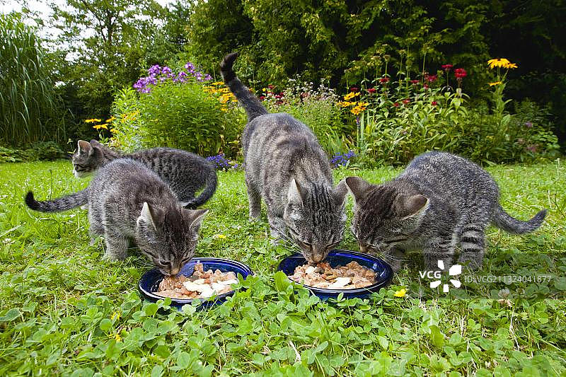 家猫和小猫在喂食碗旁图片素材