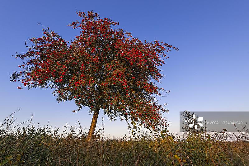欧洲花楸（Sorbus aucuparia），下萨克森，德国，欧洲图片素材