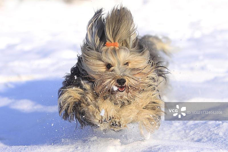 比熊犬，哈瓦那犬，发夹，发饰图片素材