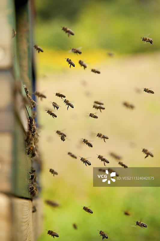 蜜蜂（Apis mellifera），德国莱茵兰-普法尔茨图片素材
