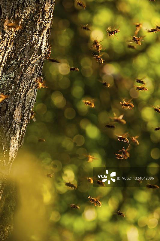 欧洲大黄蜂蜂巢（德国莱茵兰-普法尔茨）图片素材