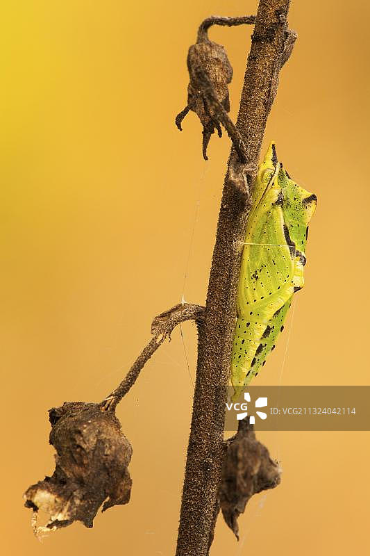 欧洲德国莱茵兰-普法尔茨的绿脉白粉蝶图片素材