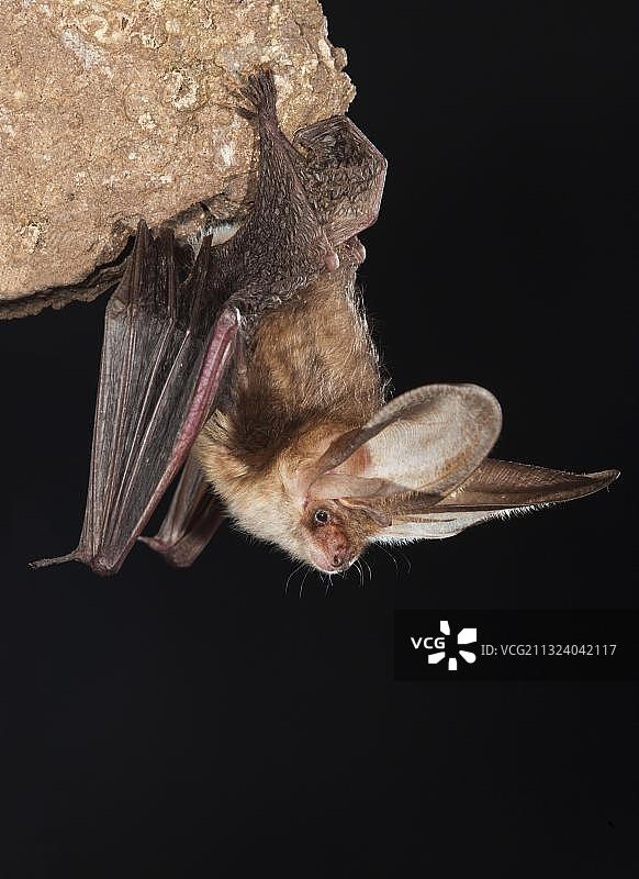 棕色长耳蝙蝠，德国，欧洲图片素材