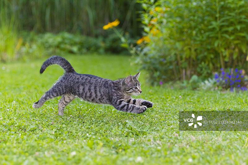 家猫、小猫、虎斑猫图片素材