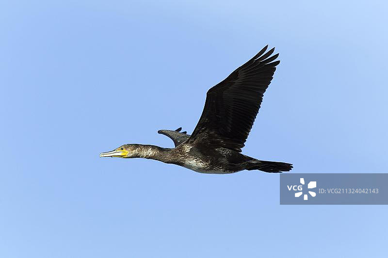 鸬鹚，西兰岛，丹麦，欧洲图片素材