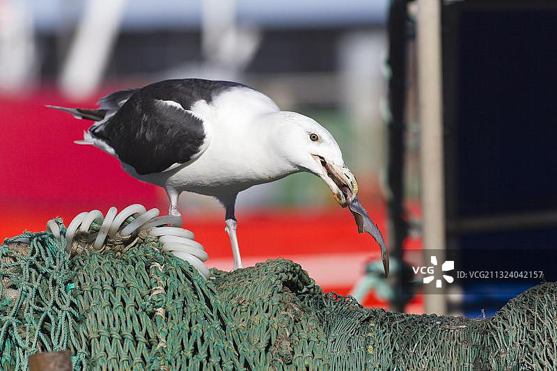 Mantemoewe：海鸥从渔网中偷鱼，西兰岛，丹麦，欧洲图片素材