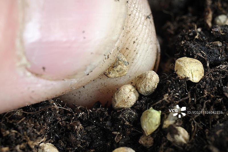 菠菜播种图片素材