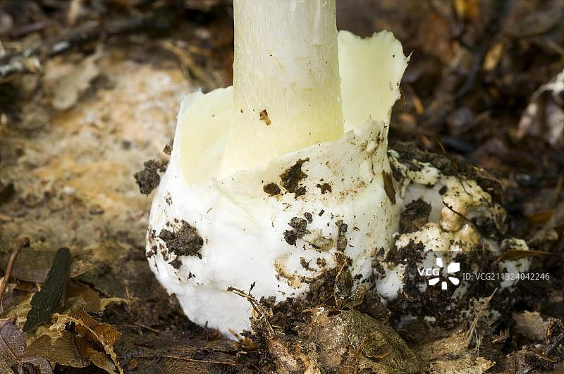 毒伞（鬼笔鹅膏）图片素材