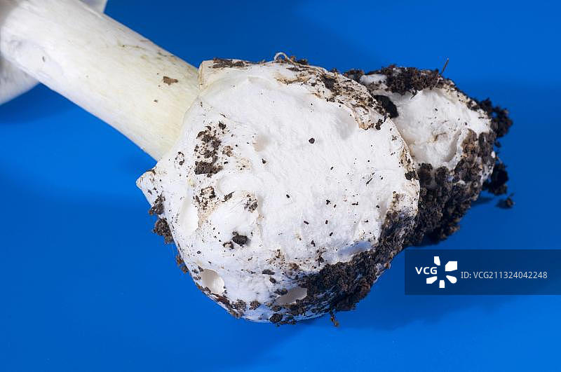 毒伞（鬼笔鹅膏）图片素材