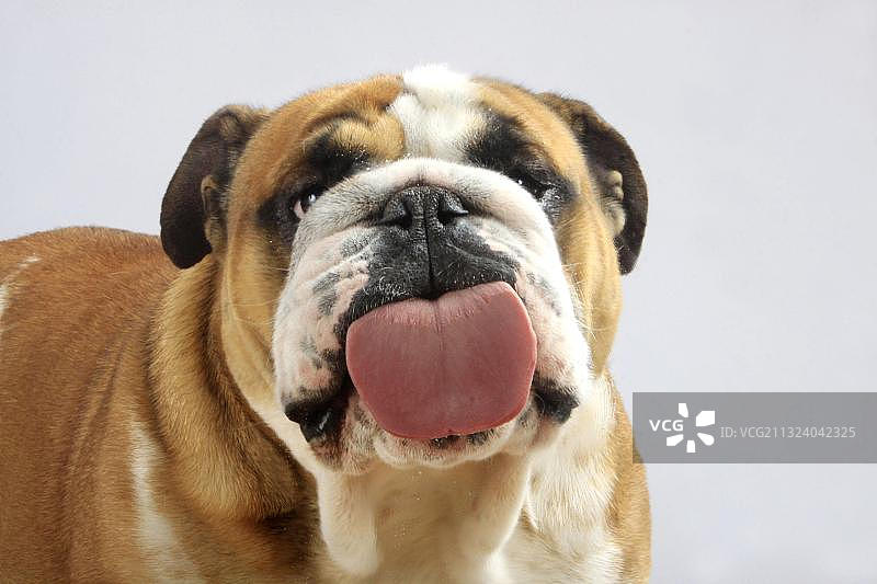 舔玻璃的英国斗牛犬图片素材