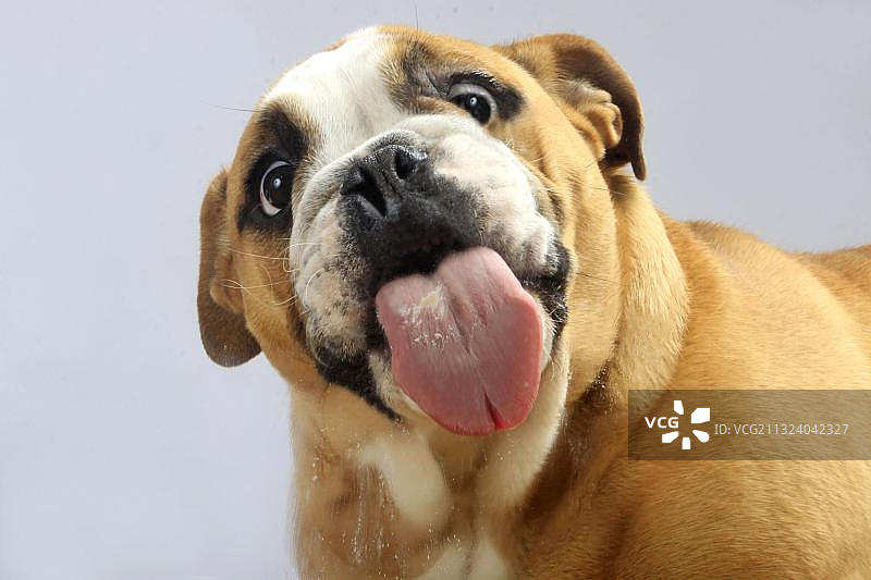 舔玻璃的英国斗牛犬图片素材