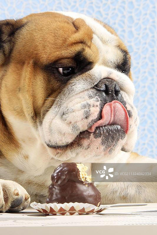 英国斗牛犬和沼泽地图片素材