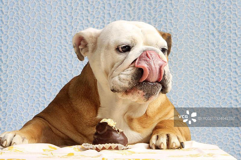 英国斗牛犬和沼泽地图片素材