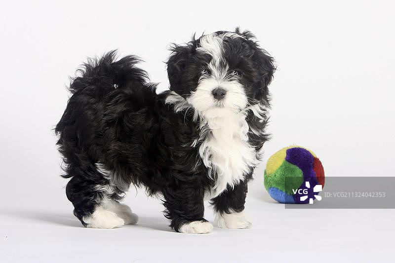 哈瓦那犬幼犬和玩具图片素材