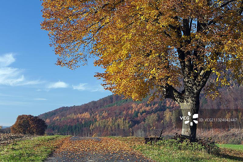 德国黑森州欧洲秋叶椴树图片素材