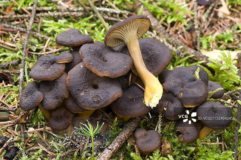 喇叭菌，冬季真菌，漏斗菌图片素材