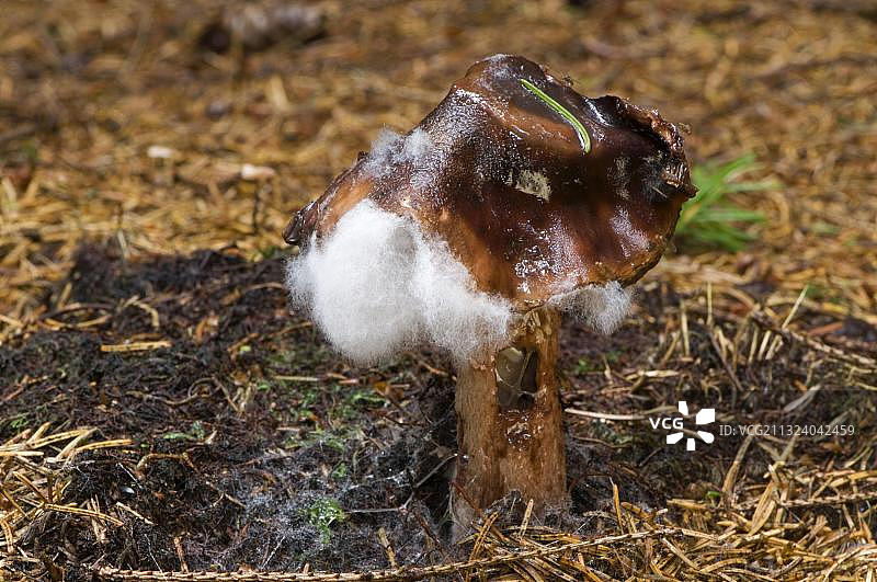 带霉菌的红鬼笔鹅膏菌图片素材