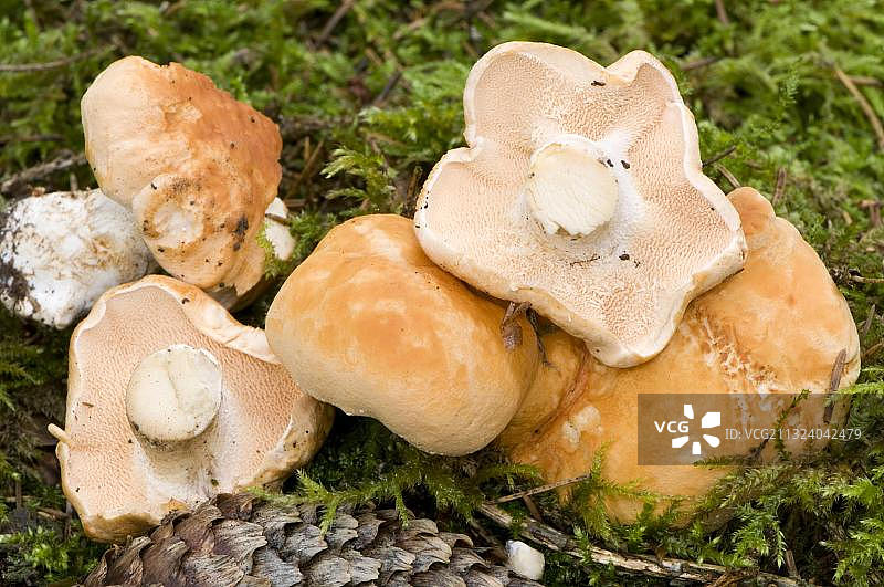 美味刺猬菌图片素材