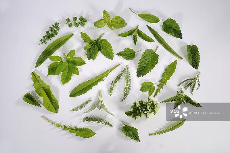 绿色叶子，冰沙配料：鹅肠菜、车前草、蒲公英、蓍草、荨麻、草甸旋钮图片素材
