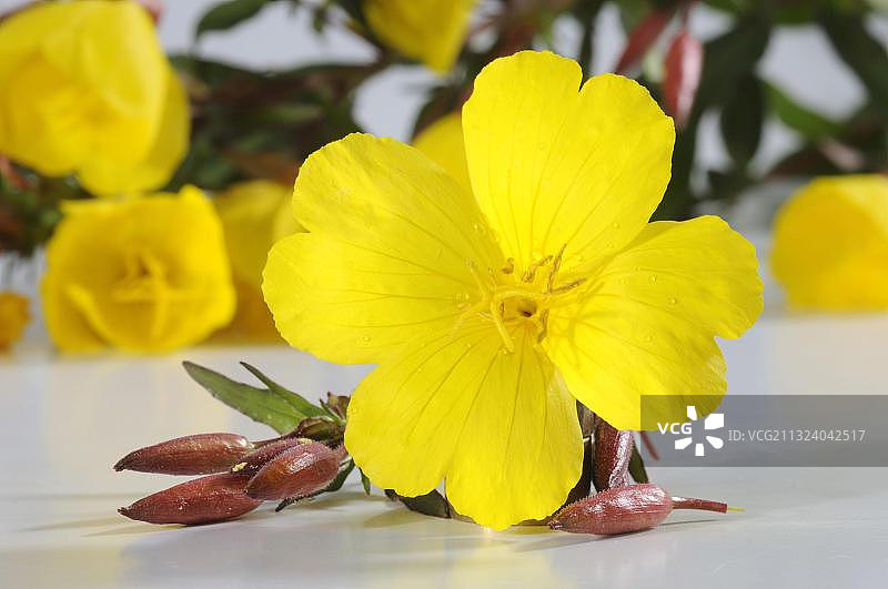 月见草图片素材