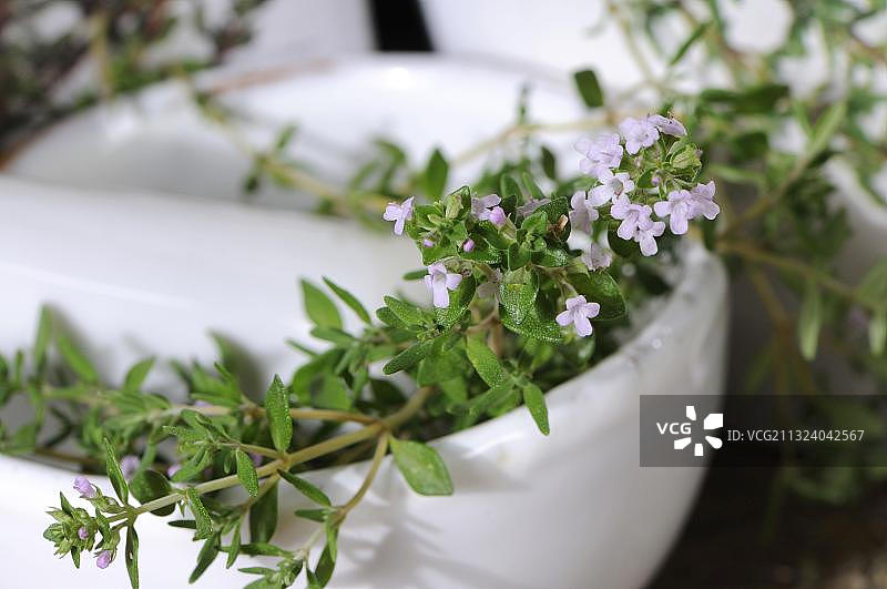 百里香和研钵图片素材
