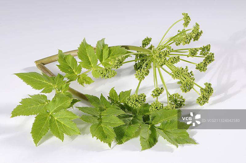 真正的当归，药用当归图片素材