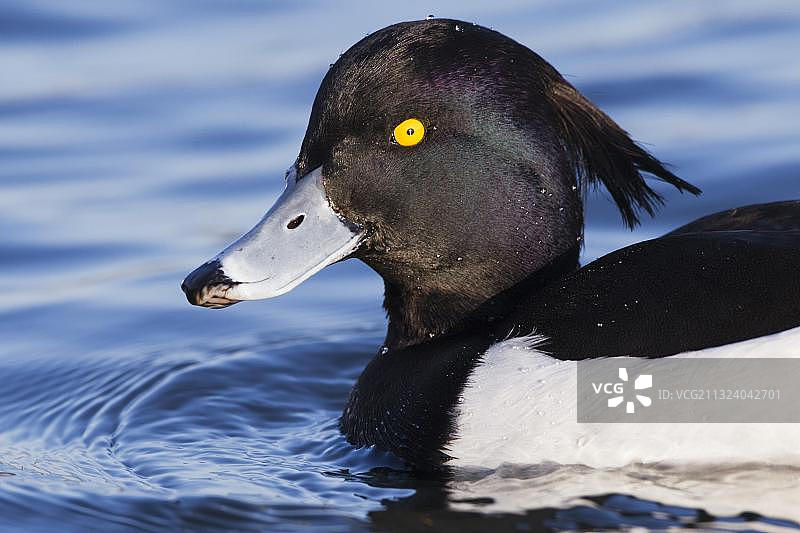 凤头潜鸭（雄性），德国，欧洲图片素材