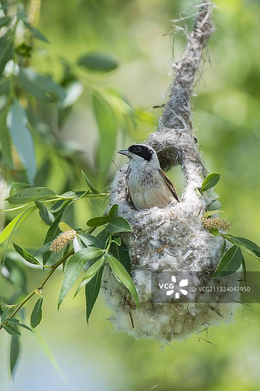 欧亚攀雀（Remiz pendulinus），德国下萨克森州杜默湖图片素材