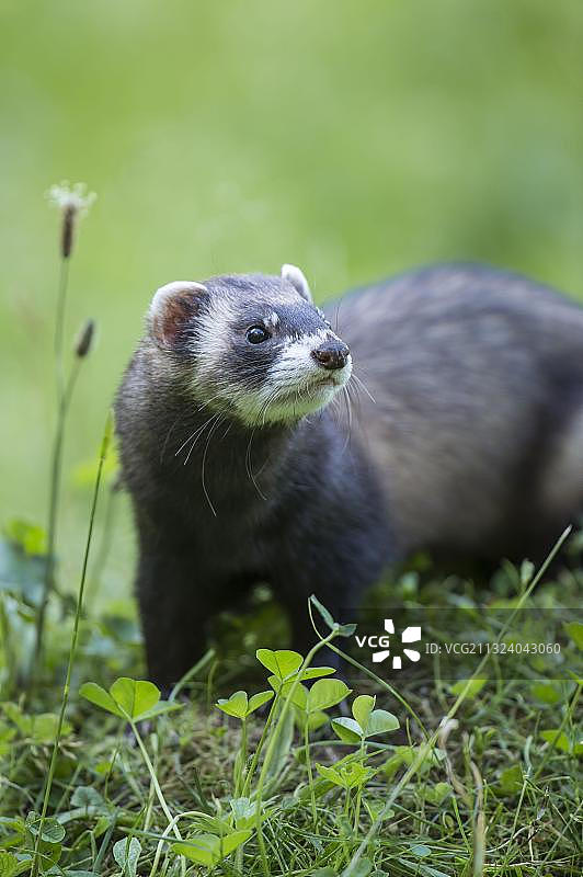 欧洲鼬，貂图片素材