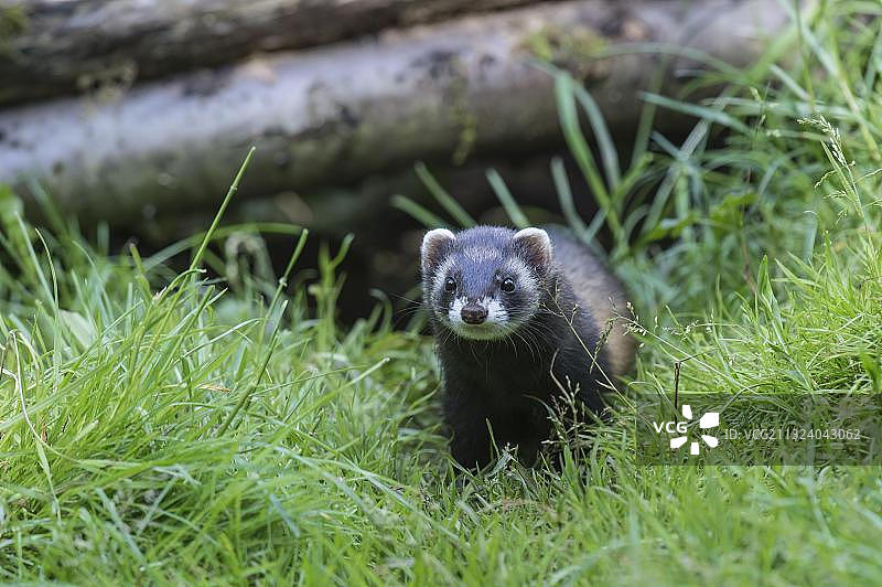 欧洲鼬，貂图片素材