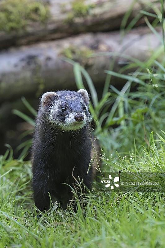 欧洲鼬，貂图片素材