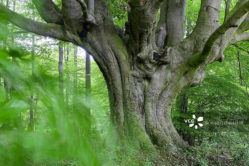 德国下萨克森的山毛榉图片素材