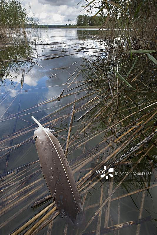 白尾海雕羽毛，德国梅克伦堡-前波莫瑞州图片素材