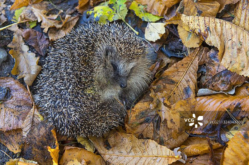 德国下萨克森州秋叶中的欧洲刺猬图片素材