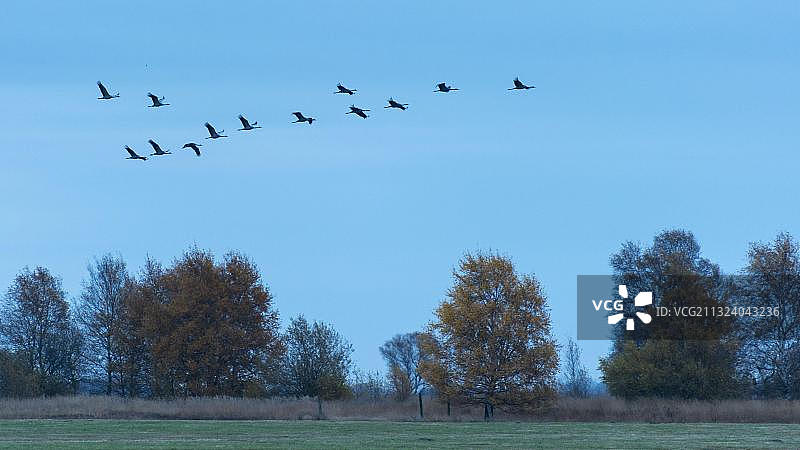 在荒地上飞翔的鹤，德国下萨克森州图片素材